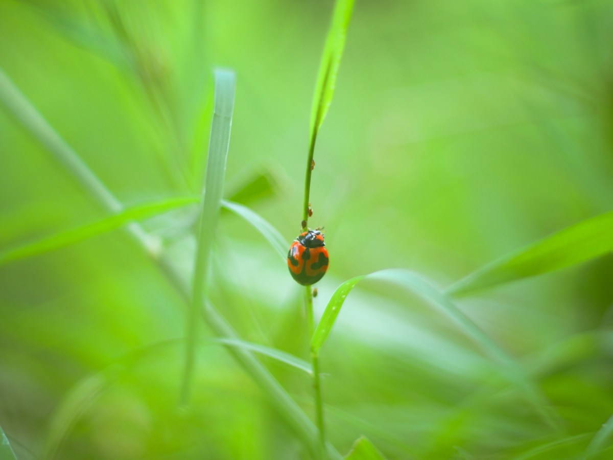 moje serce jest… / my heart&nbsp;is…